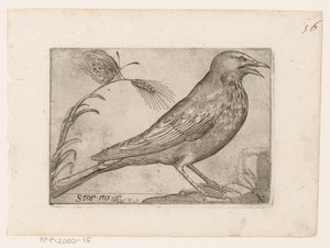 زرزور (Sturnus vulgaris) الإلغاء (العنوان على الكائن) الطيور (عنوان السلسلة)