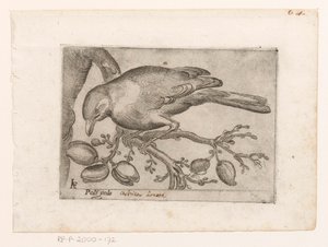 فوجل بولي جولا (العنوان على الكائن) Vogels (عنوان المسلسل)