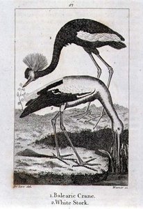 Balearic Crane و White Stork ، من "تاريخ الأرض والطبيعة المتحركة" ، بقلم أوليفر جولدسميث ، نُشر في لندن بواسطة جاك دي سيف