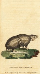أرماديلو ثلاثي النطاقات البرازيلي ، Tolypeutes tricinctus ، 1800 (نقش)