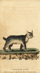 الوشق الكندي ، Lynx canadensis. ، 1800 (نقش)