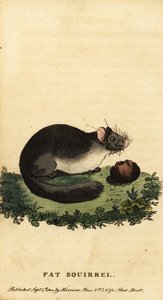 dormouse أو dormouse الصالح للأكل ، Glis glis. ، 1800 (نقش)