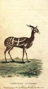 غُرْبَة مُسْخَرة أو kewel ، نصوص Tragelaphus. ، 1800 (نقش)