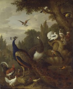 الطاووس ، الطاووس ، الببغاوات ، الكناري ، والطيور الأخرى في الحديقة ، c.1708-10