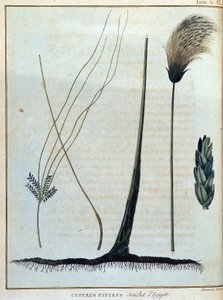 بردية Cyperus ، سلالة من مصر - في "" رحلة إلى النوبة والحبشة لاكتشاف منابع النيل خلال الأعوام 1768 إلى 1772 "، بقلم جيمس بروس ، المجلد. 1 ، باريس بواسطة جيمس بروس