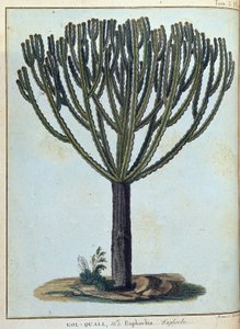 Kol-quall (Kol quall) ، euphorbia (cactus) - في "" رحلة إلى النوبة والحبشة لاكتشاف منابع النيل خلال الأعوام 1768 إلى 1772 "، بقلم جيمس بروس ، المجلد. 1 ، باريس بواسطة جيمس بروس