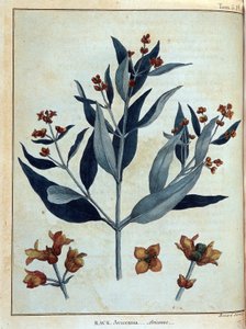 Rack، avicenne - in "" رحلة في النوبة والحبشة لاكتشاف منابع النيل خلال الأعوام 1768 إلى 1772 "، بقلم جيمس بروس ، المجلد. 1 ، باريس بواسطة جيمس بروس