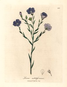 الكتان الأزرق المزهر ، Linum usitatissimum ، من رسم نباتي لجيمس سوربي من ويليام وودفيل والسير ويليام جاكسون هوكر "علم النبات الطبي" 1832 (نقش على صفيحة نحاسية ملونة يدويًا) بواسطة جيمس (بعد) سوربي