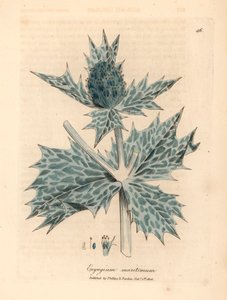 هولي البحر الأزرق المزهر أو الإرينغو ، Eryngium maritinum ، من رسم نباتي لجيمس سوربي من ويليام وودفيل والسير ويليام جاكسون هوكر "علم النبات الطبي" 1832 (نقش على لوح نحاسي ملون يدويًا) بواسطة جيمس (بعد) سوربي