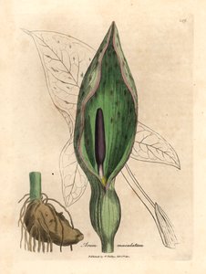 أروم مشترك ، Arum maculatum ، من رسم نباتي لجيمس سوربي من ويليام وودفيل والسير ويليام جاكسون هوكر "علم النبات الطبي" 1832 (نقش على صفيحة نحاسية ملونة يدويًا) بواسطة جيمس (بعد) سوربي