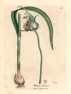الثوم المزروع الشائع ، Allium sativum ، من رسم نباتي لجيمس سوربي من ويليام وودفيل والسير ويليام جاكسون هوكر "علم النبات الطبي" 1832 (نقش على لوح نحاسي ملون يدويًا) بواسطة جيمس (بعد) سوربي