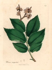 شجرة الدردار الشائعة ، Ulmus campestris ، من رسم نباتي لجيمس سوربي من ويليام وودفيل والسير ويليام جاكسون هوكر "علم النبات الطبي" 1832 (نقش على الصفيحة النحاسية الملونة يدويًا) بواسطة جيمس (بعد) سوربي