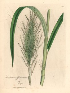 قصب السكر الشائع ، Saccharum officinarum ، من رسم نباتي لجيمس سوربي من ويليام وودفيل والسير ويليام جاكسون هوكر "علم النبات الطبي" 1832 (نقش على صفيحة نحاسية ملونة يدويًا) بواسطة جيمس (بعد) سوربي