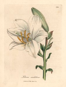 الزنبق الأبيض الشائع ، Lilium candidum ، من رسم نباتي لجيمس سوربي من ويليام وودفيل والسير ويليام جاكسون هوكر "علم النبات الطبي" 1832 (نقش على لوح نحاسي ملون يدويًا)