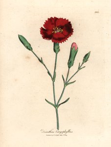 قرنفل قرمزي ، قرنفل قرنفلي ، Dianthus caryophyllus ، من رسم نباتي لجيمس سوربي من ويليام وودفيل والسير ويليام جاكسون هوكر "علم النبات الطبي" 1832 (نقش على لوح نحاسي ملون يدويًا)
