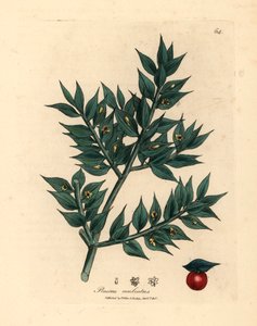 مكنسة الجزار الخضراء المزهرة ، Ruscus aculeatus ، من رسم نباتي لجيمس سوربي من ويليام وودفيل والسير ويليام جاكسون هوكر "علم النبات الطبي" 1832 (نقش على صفيحة نحاسية ملونة يدويًا) بواسطة جيمس (بعد) سوربي