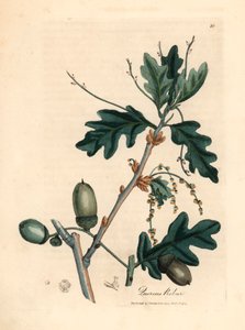أوراق وجوز البلوط الشائع ، Quercus robur ، من رسم نباتي رسمه جيمس سوربي من ويليام وودفيل والسير ويليام جاكسون هوكر "علم النبات الطبي" عام 1832 (نقش على لوح نحاسي ملون يدويًا) بواسطة جيمس (بعد) سوربي