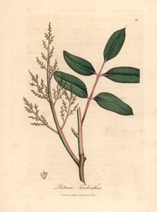 أوراق وأزهار شجرة تشيان أو شجرة زيت التربنتين القبرصية ، Pistacia terebinthus ، من رسم نباتي لجيمس سوربي من ويليام وودفيل و "علم النبات الطبي" للسير ويليام جاكسون هوكر عام 1832 (نقش على لوح نحاسي ملون يدويًا) بواسطة جيمس (بعد) سوربي
