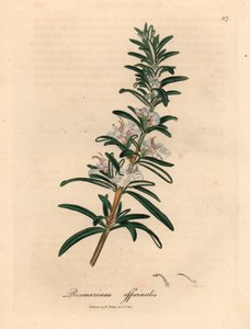 إكليل الجبل المزهر باللون الأزرق الفاتح ، Rosmarinus officinalis ، من رسم نباتي لجيمس سوربي من ويليام وودفيل والسير ويليام جاكسون هوكر "علم النبات الطبي" 1832 (نقش على لوح نحاسي ملون يدويًا)