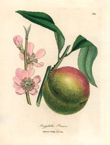 شجرة الخوخ مع الفاكهة الناضجة والزهر الوردي ، Amygdalus persica ، من رسم نباتي لجيمس سوربي من ويليام وودفيل والسير ويليام جاكسون هوكر "علم النبات الطبي" 1832 (نقش على لوح نحاسي ملون يدويًا) بواسطة جيمس (بعد) سوربي