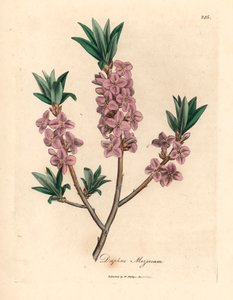 Mezereon مزهر باللون الوردي ، Daphne mezereum ، من رسم نباتي لجيمس سوربي من ويليام وودفيل والسير ويليام جاكسون هوكر "علم النبات الطبي" 1832 (نقش على صفيحة نحاسية ملونة يدويًا) بواسطة جيمس (بعد) سوربي