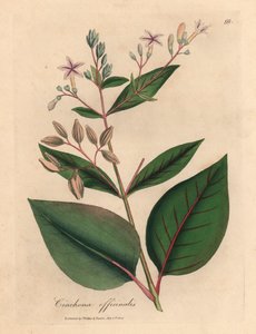 شجرة اللحاء البيروفية الوردية المزهرة ، Cinchona officinalis ، من رسم نباتي لجيمس سوربي من ويليام وودفيل والسير ويليام جاكسون هوكر "علم النبات الطبي" 1832 (نقش على لوح نحاسي ملون يدويًا) بواسطة جيمس (بعد) سوربي