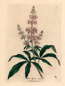 شجرة عفيفة مزهرة وردية اللون ، Vitex agnus castus ، من رسم نباتي لجيمس سوربي من ويليام وودفيل والسير ويليام جاكسون هوكر "علم النبات الطبي" 1832 (نقش على صفيحة نحاسية ملونة يدويًا) بواسطة جيمس (بعد) سوربي