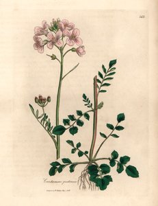 سيدات مزهرات باللون الوردي أو زهرة الوقواق ، Cardamine pratensis ، من رسم نباتي لجيمس سوربي من ويليام وودفيل والسير ويليام جاكسون هوكر "علم النبات الطبي" 1832 (نقش على لوح نحاسي ملون يدويًا) بواسطة جيمس (بعد) سوربي