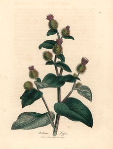 الأرقطيون الأرجواني المزهر ، Arctium lappa ، من رسم نباتي لجيمس سوربي من ويليام وودفيل والسير ويليام جاكسون هوكر "علم النبات الطبي" 1832 (نقش على صفيحة نحاسية ملونة يدويًا) بواسطة جيمس (بعد) سوربي