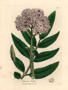 شجرة قزم أرجوانية مزهرة ، Sambucus ebulus ، من رسم نباتي لجيمس سوربي من ويليام وودفيل والسير ويليام جاكسون هوكر "علم النبات الطبي" 1832 (نقش على لوح نحاسي ملون يدويًا)