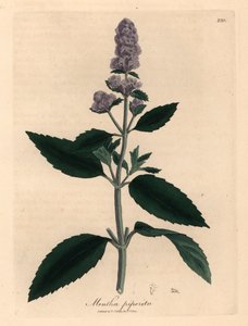 النعناع الأرجواني المزهر ، Mentha piperita ، من رسم نباتي لجيمس سوربي من ويليام وودفيل والسير ويليام جاكسون هوكر "علم النبات الطبي" 1832 (نقش على لوح نحاسي ملون يدويًا) بواسطة جيمس (بعد) سوربي