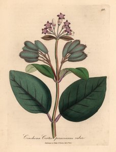 شجرة اللحاء البيروفية الحمراء المزهرة باللون الأرجواني ، قشرة Cinchona peruvianus ruber ، من رسم نباتي لجيمس سوربي من ويليام وودفيل والسير ويليام جاكسون هوكر "علم النبات الطبي" 1832 (نقش على لوح نحاسي ملون يدويًا) بواسطة جيمس (بعد) سوربي