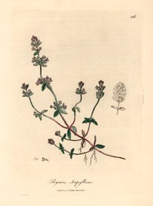 الزعتر البري الأرجواني المزهر ، Thymus serpyllum ، من رسم نباتي من تأليف جيمس سوربي من ويليام وودفيل والسير ويليام جاكسون هوكر "علم النبات الطبي" 1832 (نقش على صفيحة نحاسية ملونة يدويًا) بواسطة جيمس (بعد) سوربي