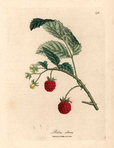 شجيرة التوت مع الفاكهة الناضجة والزهور الصفراء ، Rubus idaeus ، من رسم نباتي لجيمس سوربي من ويليام وودفيل والسير ويليام جاكسون هوكر "علم النبات الطبي" 1832 (نقش على لوح نحاسي ملون يدويًا)