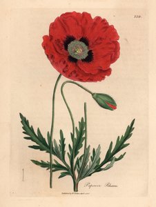 الخشخاش الأحمر أو الذرة ، Papaver rhoeas ، من رسم نباتي لجيمس سوربي من ويليام وودفيل والسير ويليام جاكسون هوكر "علم النبات الطبي" 1832 (نقش على لوح نحاسي ملون يدويًا) بواسطة جيمس (بعد) سوربي