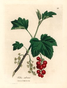 شجرة الكشمش الأحمر ، Ribes rubrum ، من رسم نباتي لجيمس سوربي من ويليام وودفيل والسير ويليام جاكسون هوكر "علم النبات الطبي" 1832 (نقش على صفيحة نحاسية ملونة يدويًا) بواسطة جيمس (بعد) سوربي