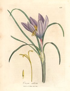 زعفران الزعفران ، Crocus sativus ، من رسم نباتي لجيمس سوربي من ويليام وودفيل والسير ويليام جاكسون هوكر "علم النبات الطبي" عام 1832 (نقش على صفيحة نحاسية ملونة يدويًا) بواسطة جيمس (بعد) سوربي