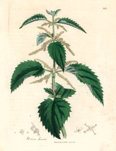 نبات القراص اللاذع ، Urtica dioica ، من رسم نباتي لجيمس سوربي من ويليام وودفيل والسير ويليام جاكسون هوكر "علم النبات الطبي" 1832 (نقش على صفيحة نحاسية ملونة يدويًا)