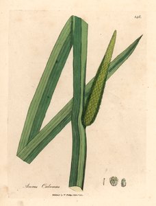 علم جميل ، Acorus calamus ، من رسم نباتي لجيمس سوربي من ويليام وودفيل والسير ويليام جاكسون هوكر "علم النبات الطبي" 1832 (نقش على لوح نحاسي ملون يدويًا) بواسطة جيمس (بعد) سوربي