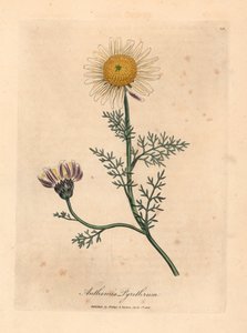 البابونج الأسباني الأبيض والأصفر ، Anthemis pyrethrum ، من رسم نباتي لجيمس سوربي من ويليام وودفيل والسير ويليام جاكسون هوكر "علم النبات الطبي" 1832 (نقش على صفيحة نحاسية ملونة يدويًا) بواسطة جيمس (بعد) سوربي