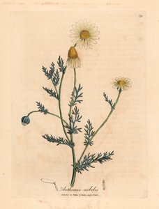 البابونج الأبيض والأصفر المزهر ، Anthemis nobilis ، من رسم نباتي لجيمس سوربي من ويليام وودفيل والسير ويليام جاكسون هوكر "علم النبات الطبي" 1832 (نقش على لوح نحاسي ملون يدويًا) بواسطة جيمس (بعد) سوربي