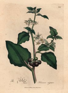 زهور بيضاء ، توت أسود ، نبتة حديقة ، Solanum nigrum ، من رسم نباتي لجيمس سوربي من ويليام وودفيل والسير ويليام جاكسون هوكر "علم النبات الطبي" 1832 (نقش على لوح نحاسي ملون يدويًا)