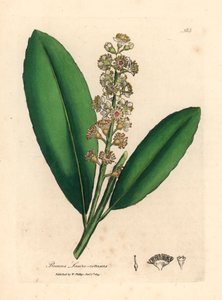 شجرة غار الكرز البيضاء المزهرة ، Prunus laurocerasus ، من رسم نباتي لجيمس سوربي من ويليام وودفيل والسير ويليام جاكسون هوكر "علم النبات الطبي" 1832 (نقش على لوح نحاسي ملون يدويًا)
