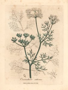 كزبرة بيضاء مزهرة ، Coriandrum sativum ، من رسم نباتي لجيمس سوربي من ويليام وودفيل والسير ويليام جاكسون هوكر "علم النبات الطبي" 1832 (نقش على لوح نحاسي ملون يدويًا) بواسطة جيمس (بعد) سوربي