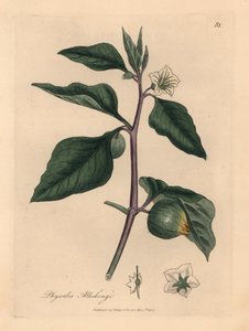 الكرز الشتوي الأبيض المزهر ، Physalis alkekengi ، من رسم نباتي لجيمس سوربي من ويليام وودفيل والسير ويليام جاكسون هوكر "علم النبات الطبي" 1832 (نقش على لوح نحاسي ملون يدويًا)