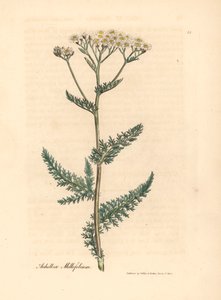 يارو أبيض مزهر أو ميلفوليوم ، Achillea millefolium ، من رسم نباتي لجيمس سوربي من ويليام وودفيل والسير ويليام جاكسون هوكر "علم النبات الطبي" 1832 (نقش على لوح نحاسي ملون يدويًا)