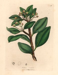 شجرة لحاء الشتاء ، Wintera aromatica ، Drimys winteri ، من رسم نباتي لجيمس سوربي من ويليام وودفيل والسير ويليام جاكسون هوكر "علم النبات الطبي" 1832 (نقش على لوح نحاسي ملون يدويًا)