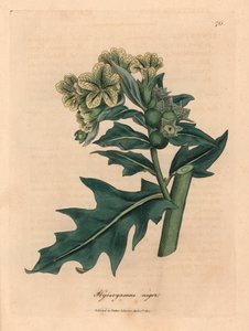 هينبان أسود أصفر مزهر ، Hyoscyamus niger ، من رسم نباتي لجيمس سوربي من ويليام وودفيل والسير ويليام جاكسون هوكر "علم النبات الطبي" 1832 (نقش على لوح نحاسي ملون يدويًا) بواسطة جيمس (بعد) سوربي