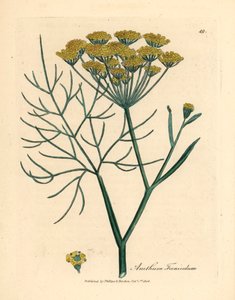 شمر أصفر مزهر ، Anethum foeniculum ، من رسم نباتي لجيمس سوربي من ويليام وودفيل والسير ويليام جاكسون هوكر "علم النبات الطبي" 1832 (نقش على لوح نحاسي ملون يدويًا)