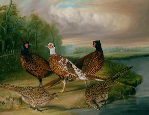Pheasants by the River Wensum, Norfolk (oil on canvas) بواسطة جيمس بلازيبي